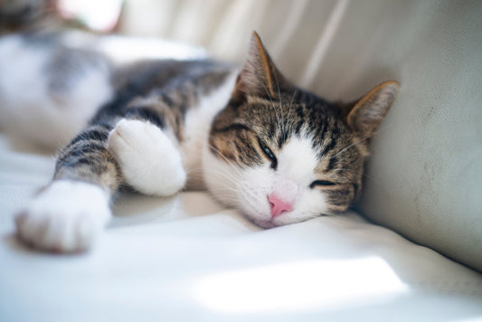 How to Calm Your Cat – Simple Tips That Work