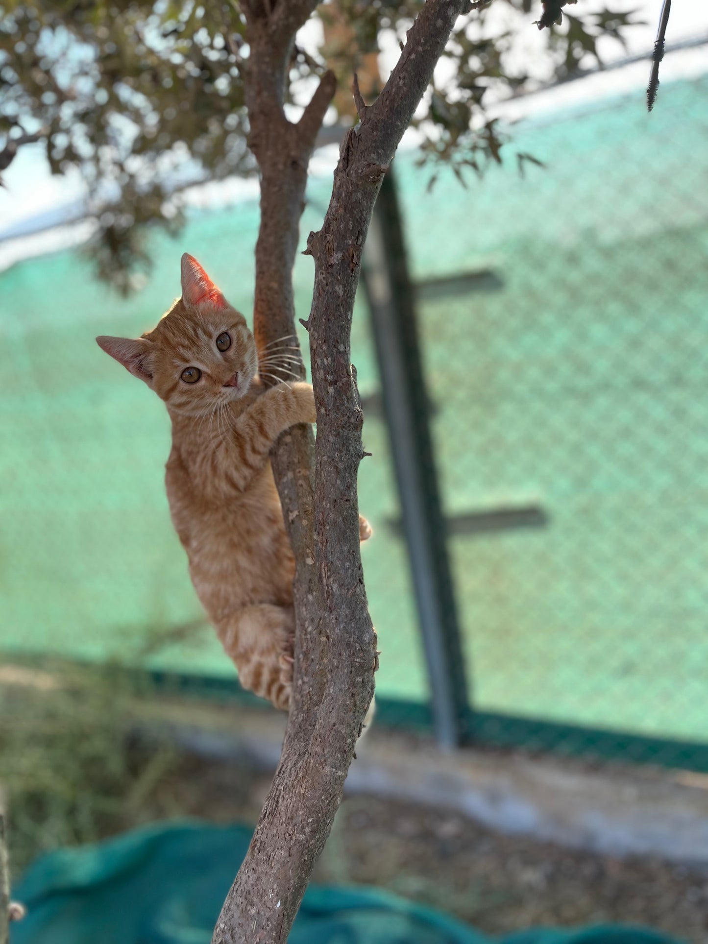 🐾 Join the Cat Rescue Mission – Make a Real Difference