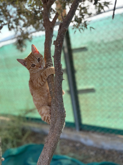 🐾 Join the Cat Rescue Mission – Make a Real Difference