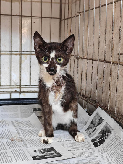 🐾 Join the Cat Rescue Mission – Make a Real Difference