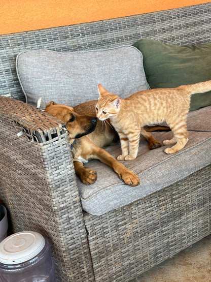 🐾 Join the Cat Rescue Mission – Make a Real Difference