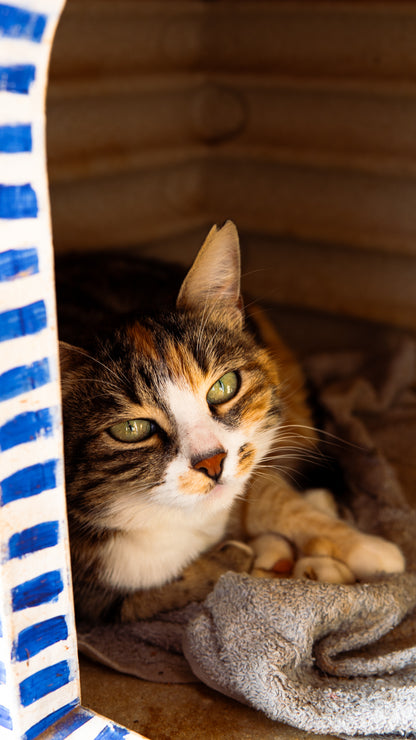 🐾 Join the Cat Rescue Mission – Make a Real Difference