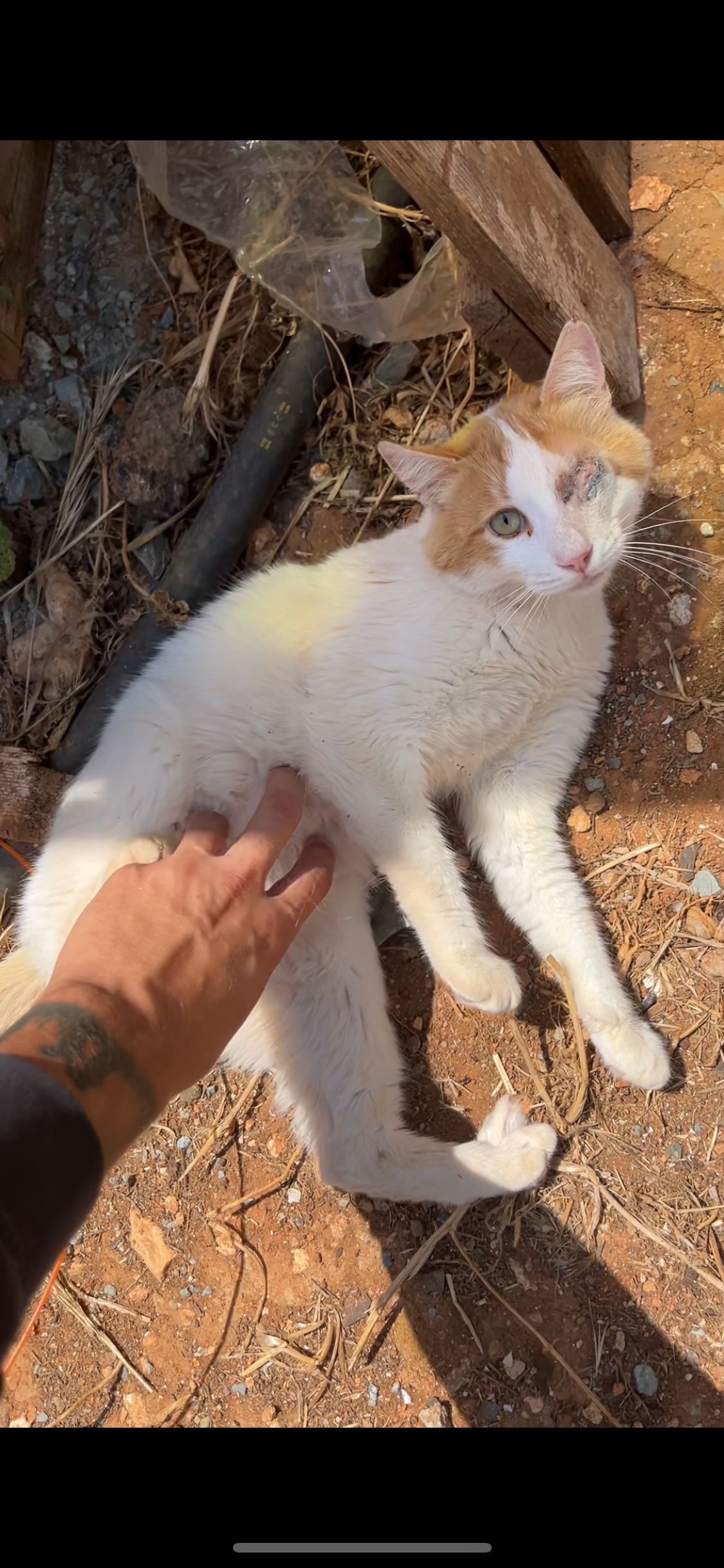 🐾 Join the Cat Rescue Mission – Make a Real Difference