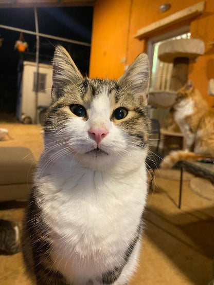 🐾 Join the Cat Rescue Mission – Make a Real Difference