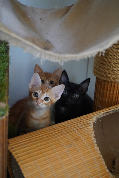 🐾 Join the Cat Rescue Mission – Make a Real Difference