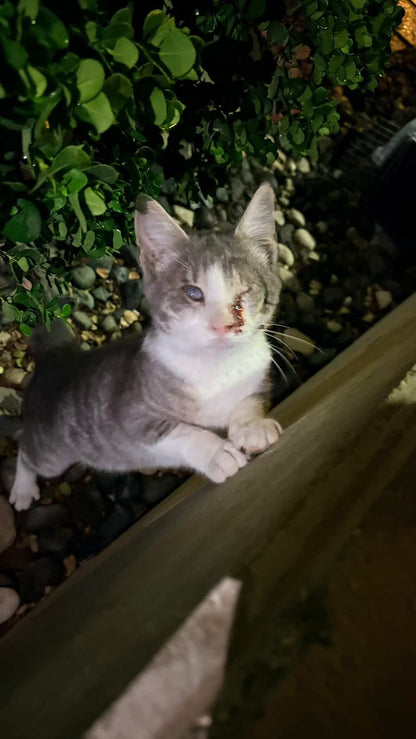 🐾 Join the Cat Rescue Mission – Make a Real Difference