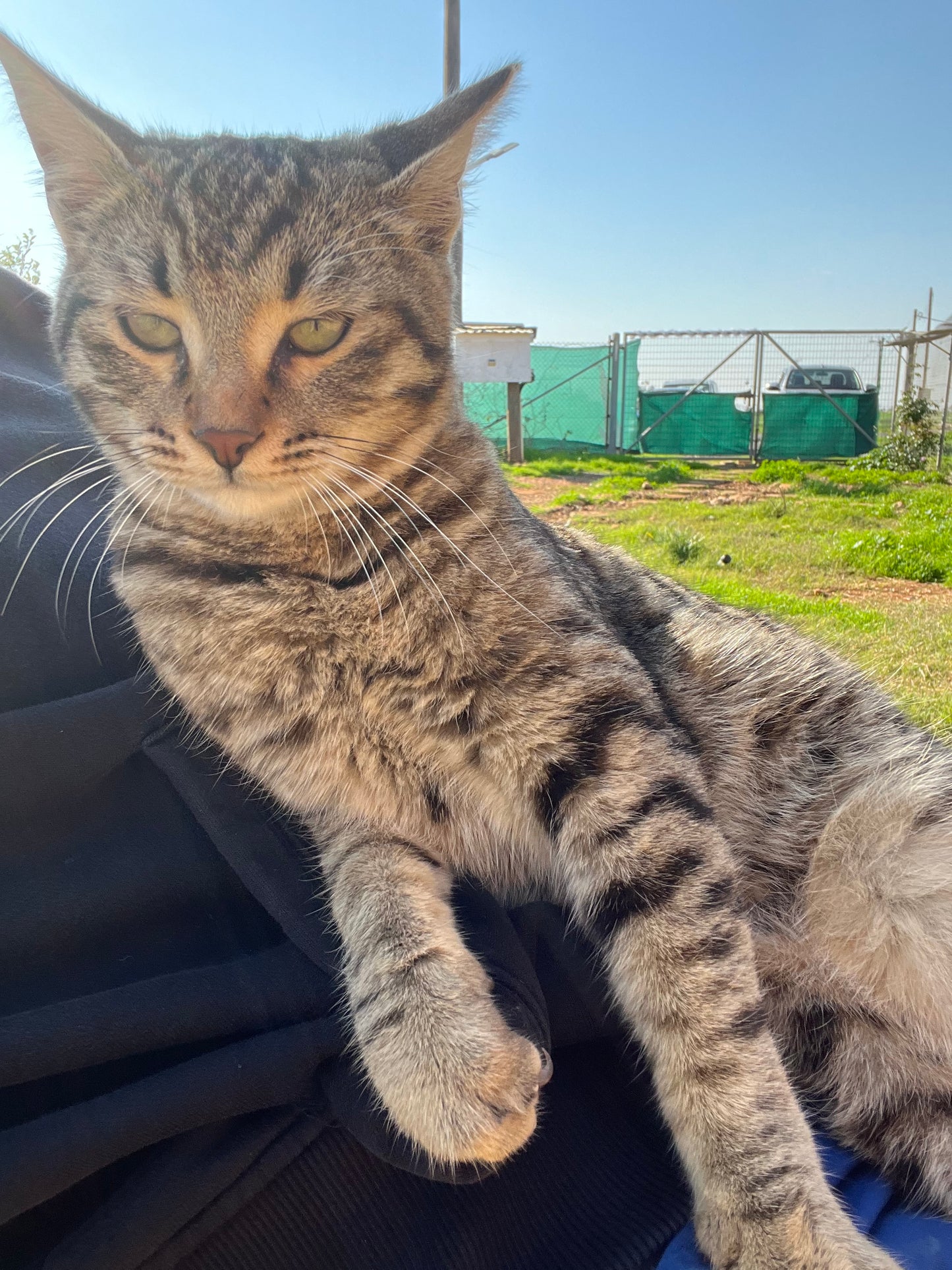 🐾 Join the Cat Rescue Mission – Make a Real Difference