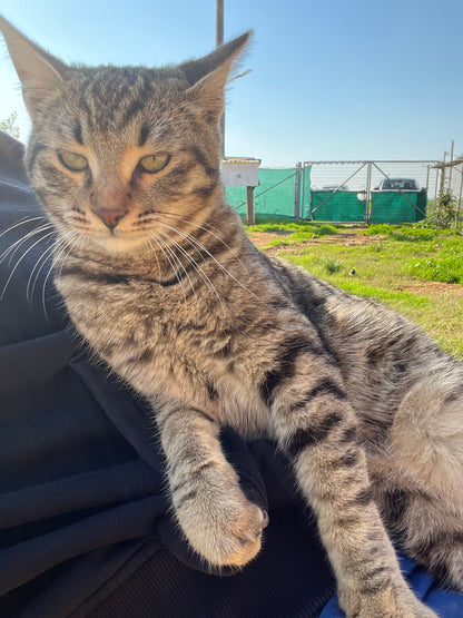 🐾 Join the Cat Rescue Mission – Make a Real Difference