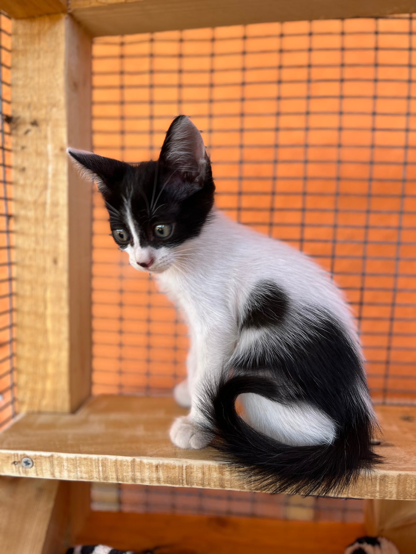 🐾 Join the Cat Rescue Mission – Make a Real Difference