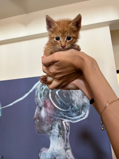 🐾 Join the Cat Rescue Mission – Make a Real Difference