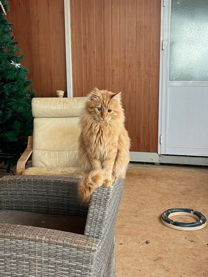 🐾 Join the Cat Rescue Mission – Make a Real Difference