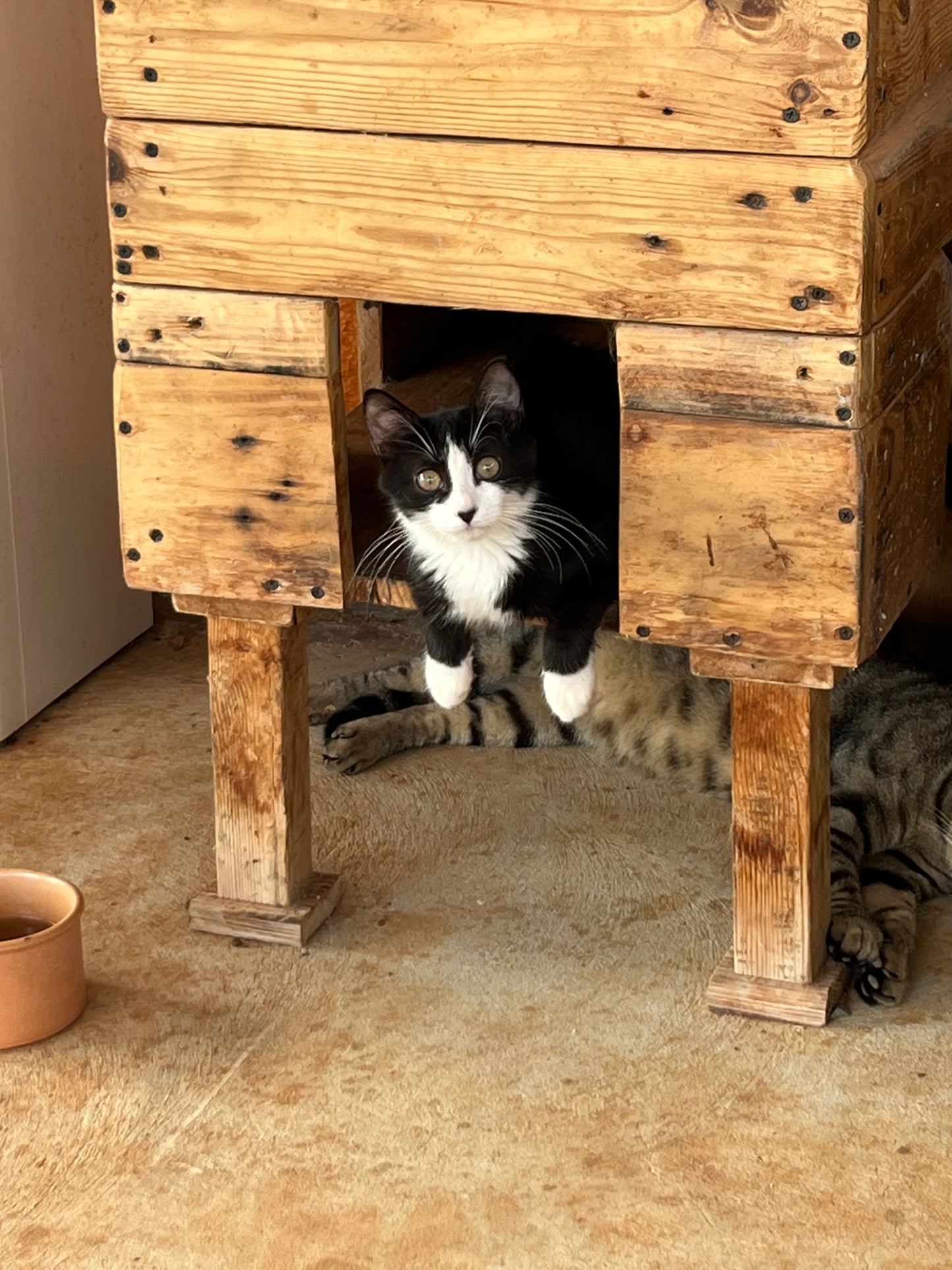 🐾 Join the Cat Rescue Mission – Make a Real Difference