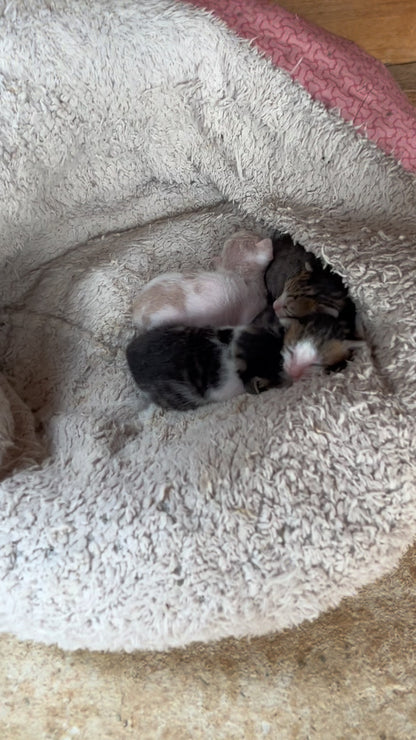 🐾 Join the Cat Rescue Mission – Make a Real Difference