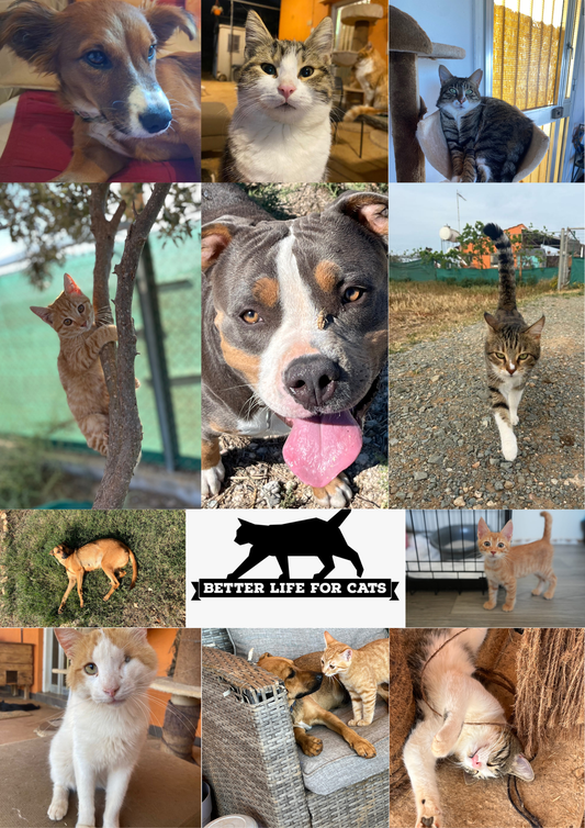 🐾 Join the Cat Rescue Mission – Make a Real Difference