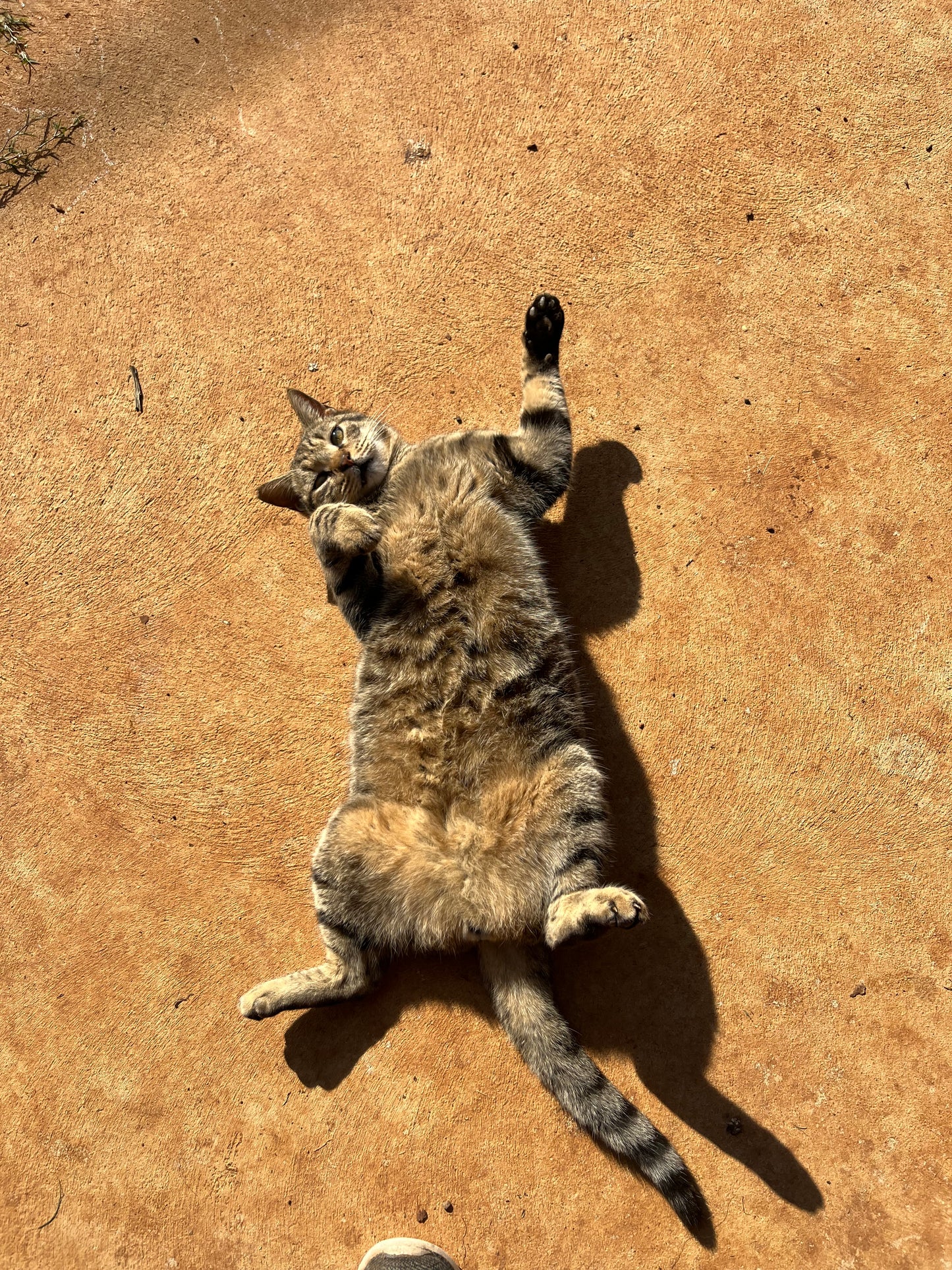 🐾 Join the Cat Rescue Mission – Make a Real Difference