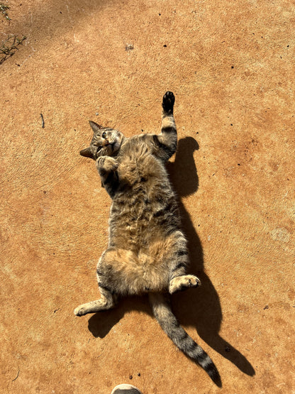 🐾 Join the Cat Rescue Mission – Make a Real Difference