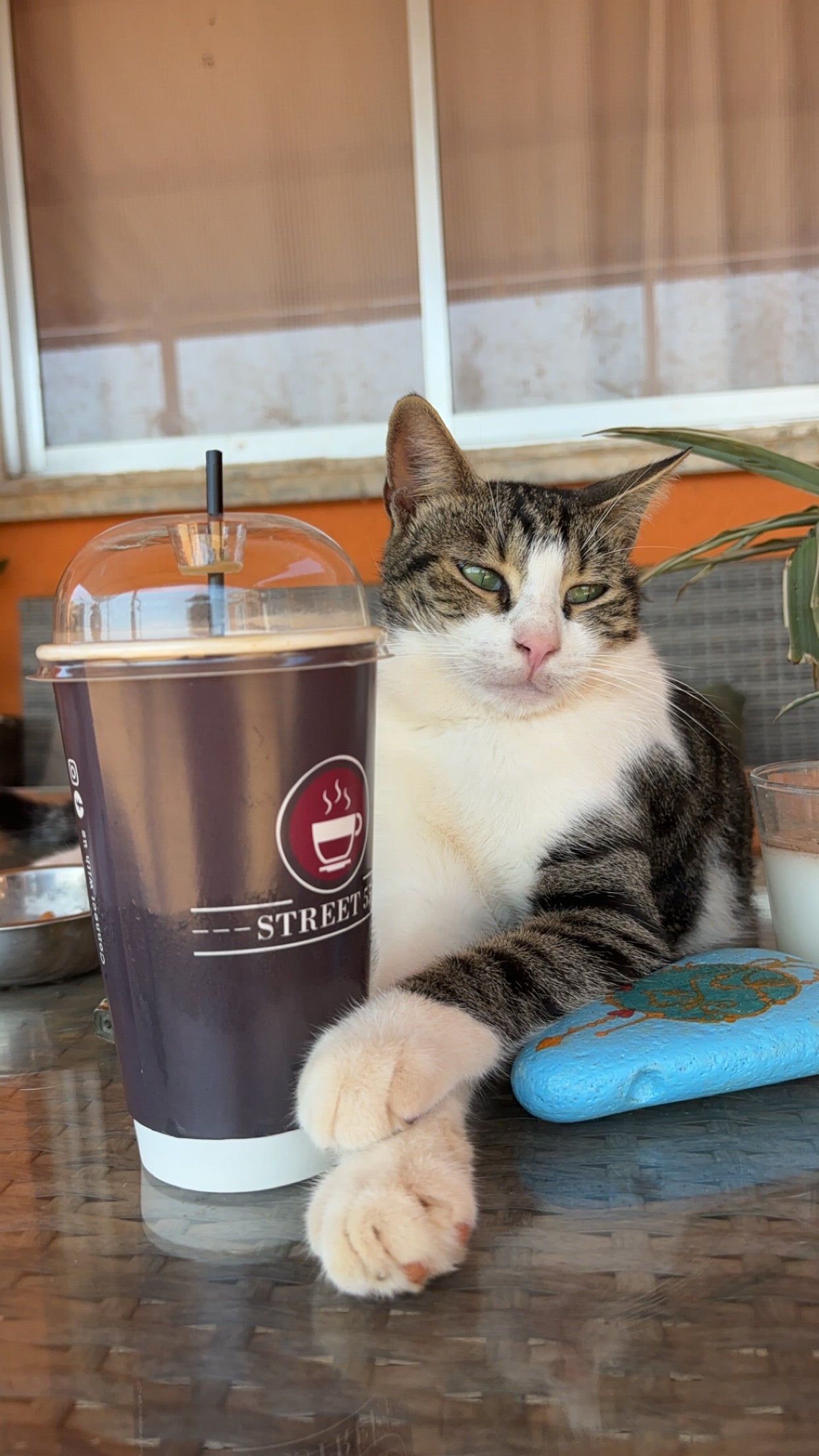 🐾 Join the Cat Rescue Mission – Make a Real Difference
