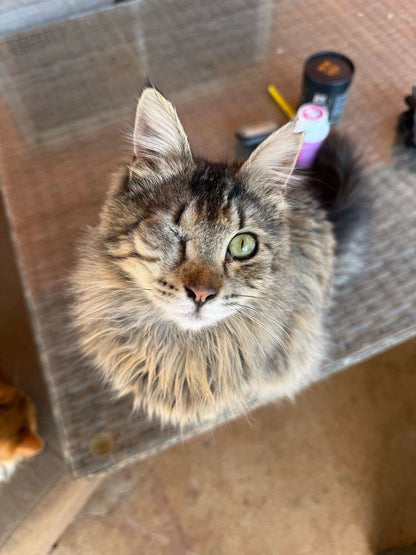🐾 Join the Cat Rescue Mission – Make a Real Difference